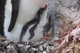 Image of Gentoo Penguin