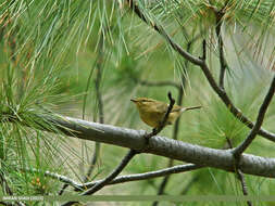 Plancia ëd Phylloscopus occipitalis (Blyth 1845)