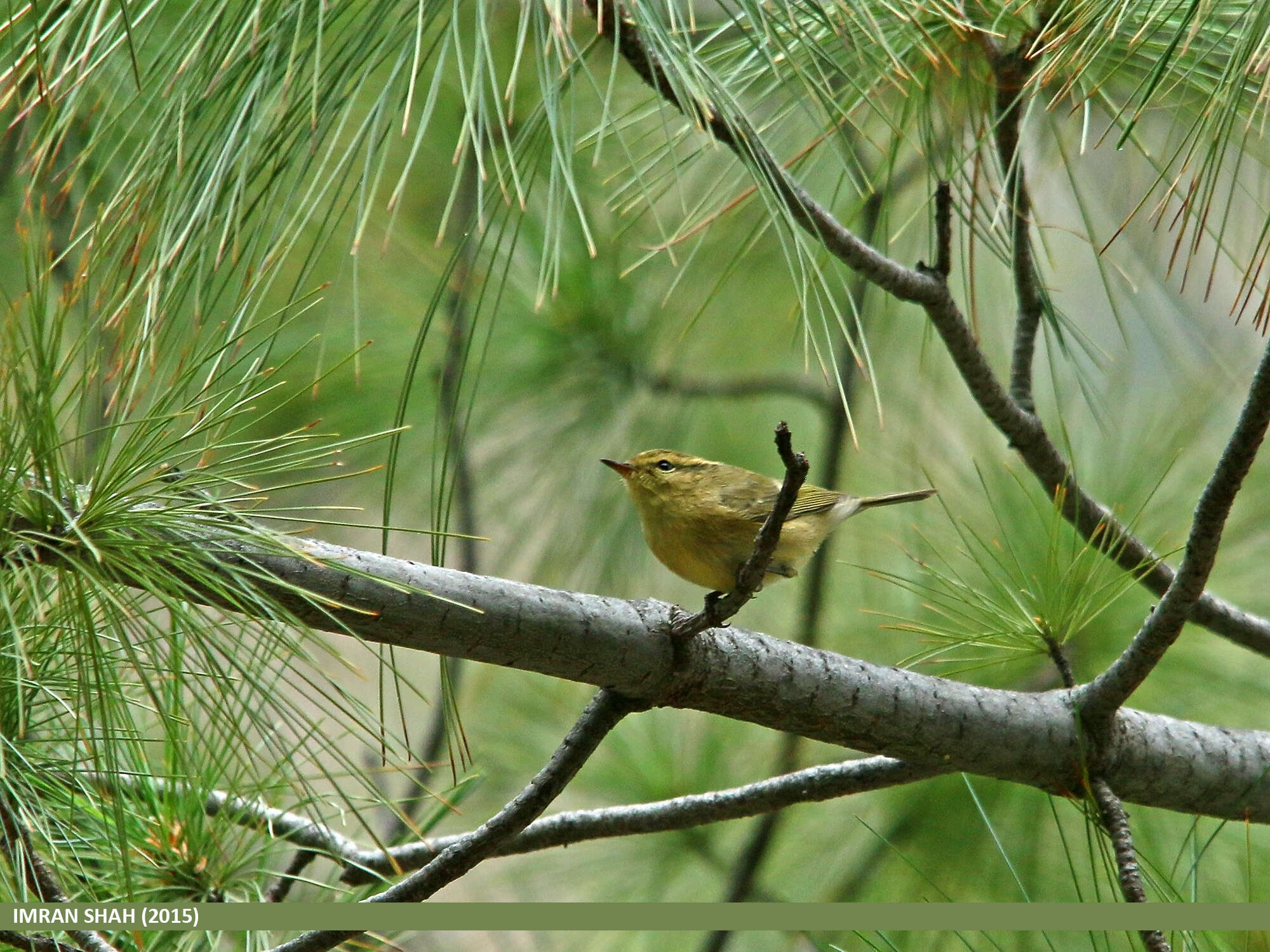 Plancia ëd Phylloscopus occipitalis (Blyth 1845)