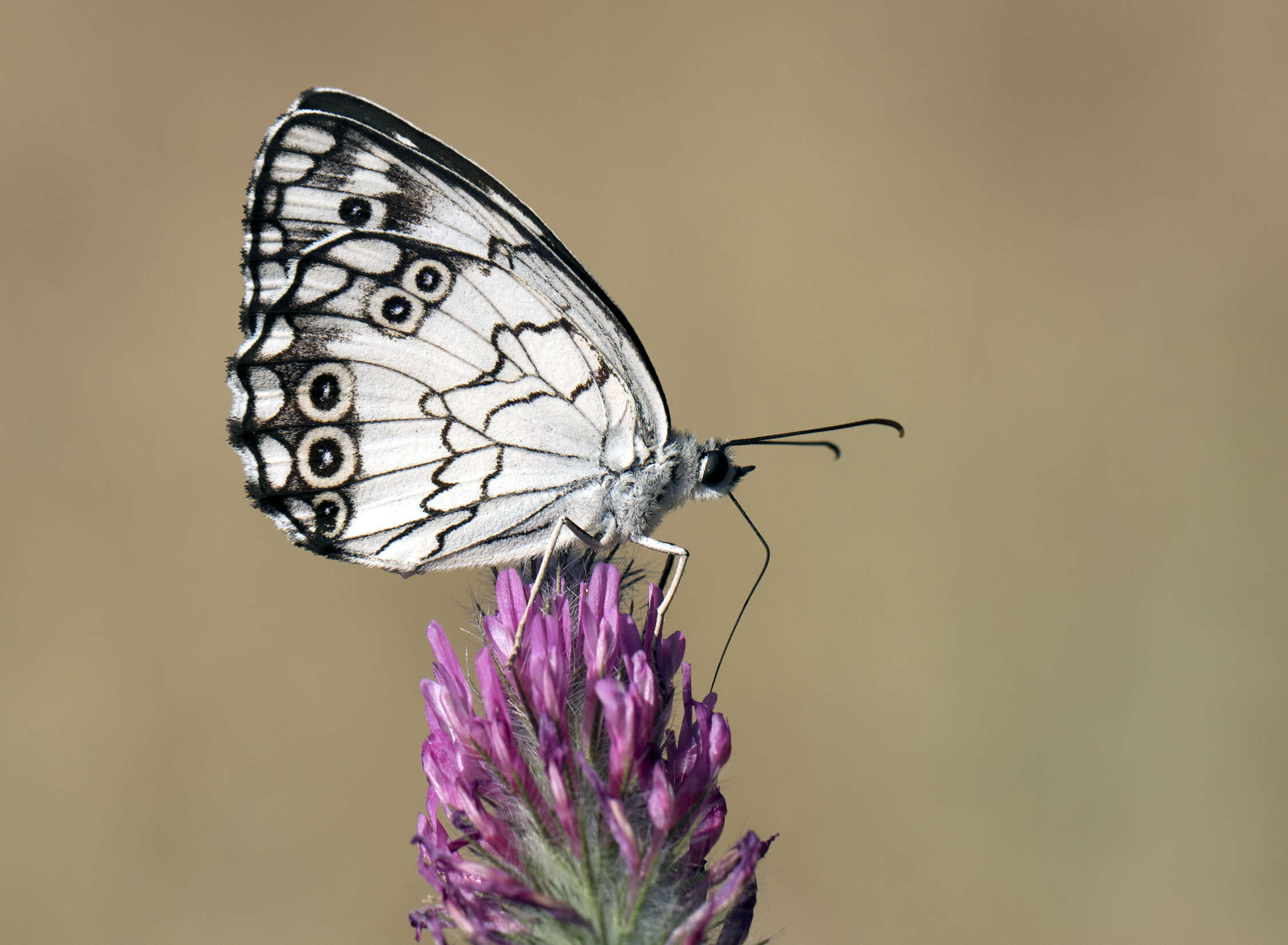 Imagem de Melanargia titea Klug 1832