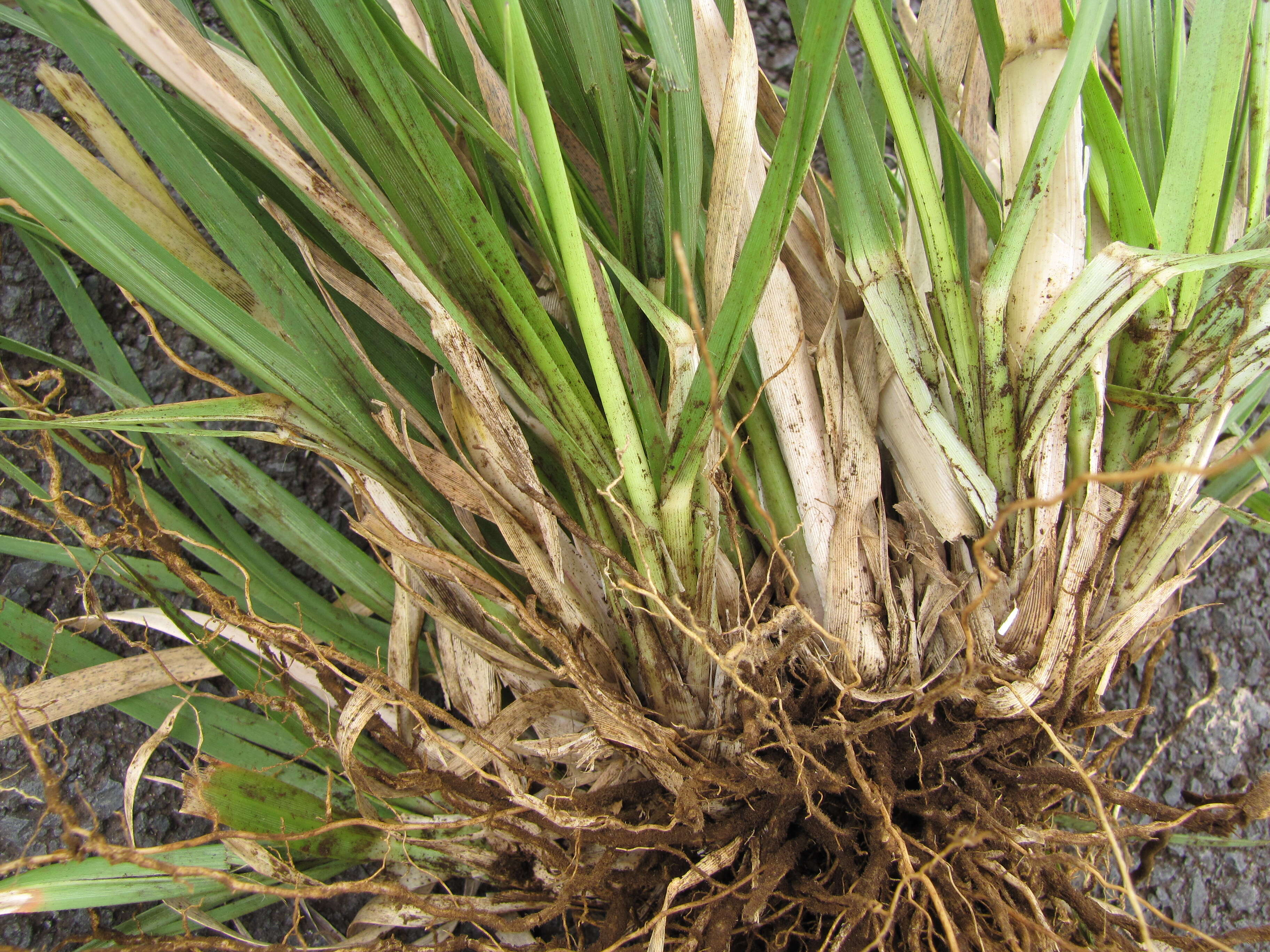 Image of purple pampas grass