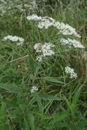 Image of tall thoroughwort