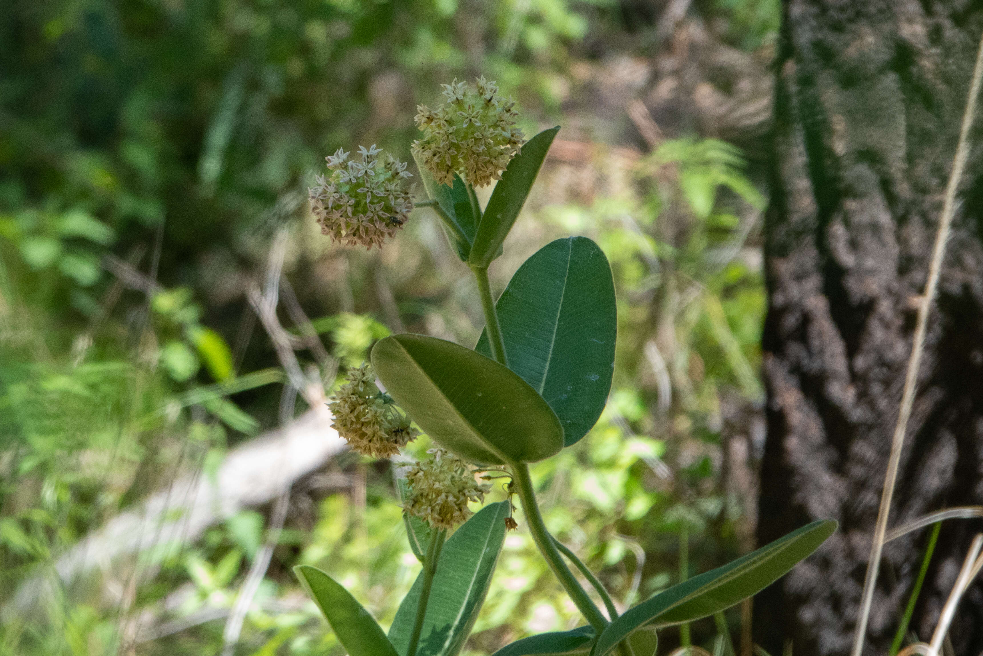 Image of common milkweed