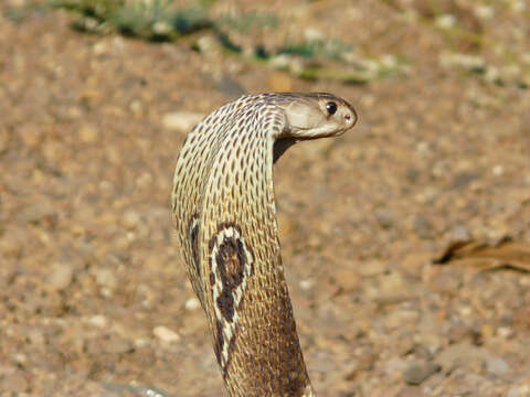 Image of Indian cobra