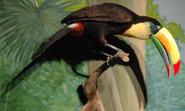 Image of Keel-billed Toucan