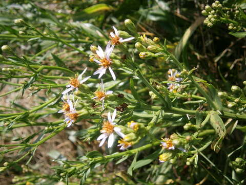 Image of sea aster