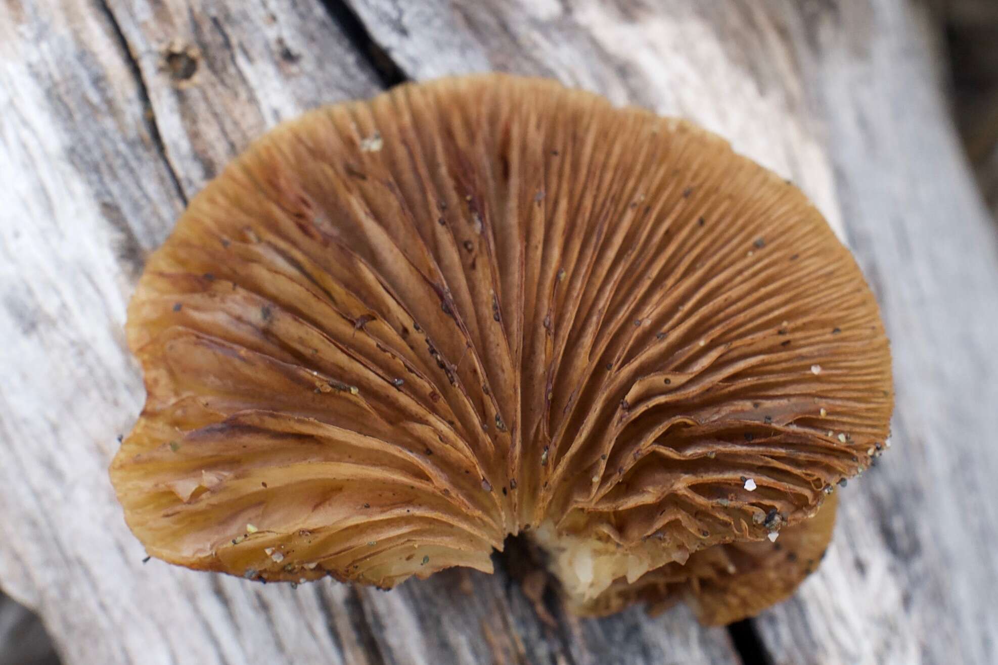 Image of Crepidotus mollis (Schaeff.) Staude 1857