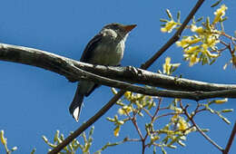 صورة Contopus punensis Lawrence 1869