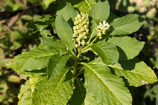 Image of Phytolacca acinosa Roxb.