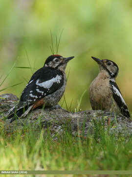 Image of Himalayan Woodpecker