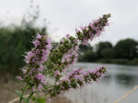 Image of Horse Mint