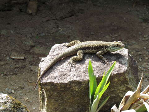 Imagem de Tropidurus torquatus (Wied-neuwied 1820)