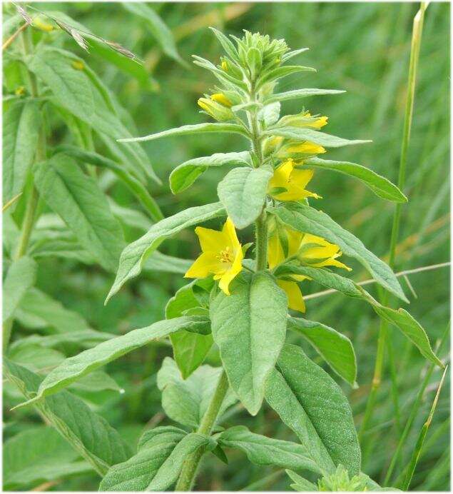 Image of Dotted Loosestrife