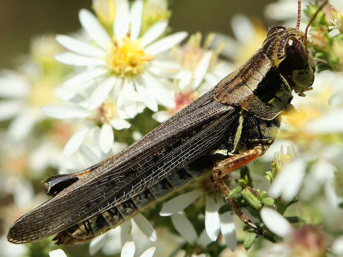 Слика од Melanoplus sanguinipes (Fabricius 1798)