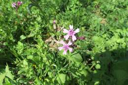 Silene aegyptiaca (L.) L. fil.的圖片