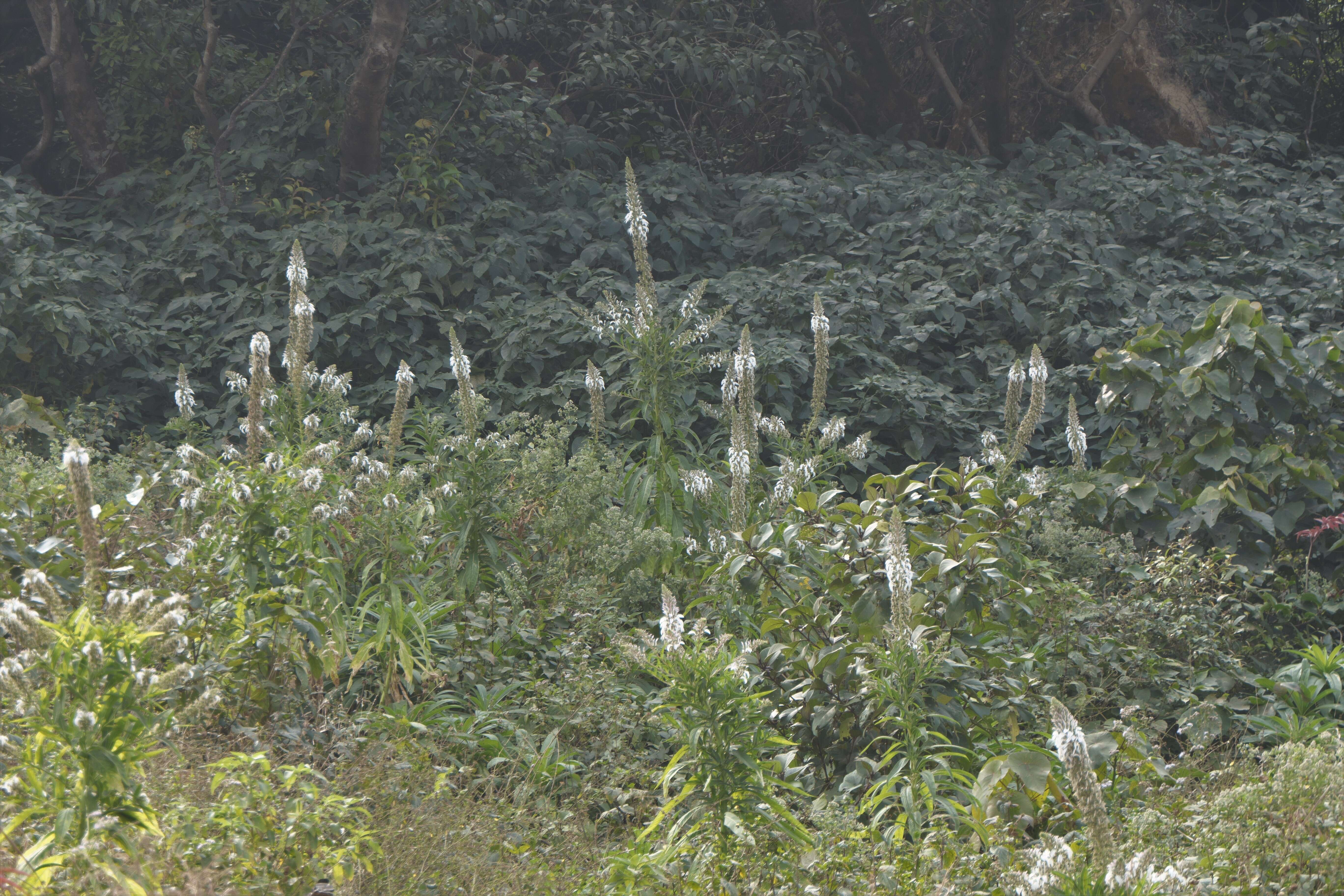 Lobelia nicotianifolia Roth resmi