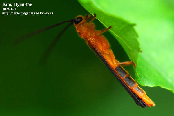 Sivun Oberea atropunctata Pic 1916 kuva