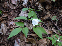 Plancia ëd Anemone trifolia L.