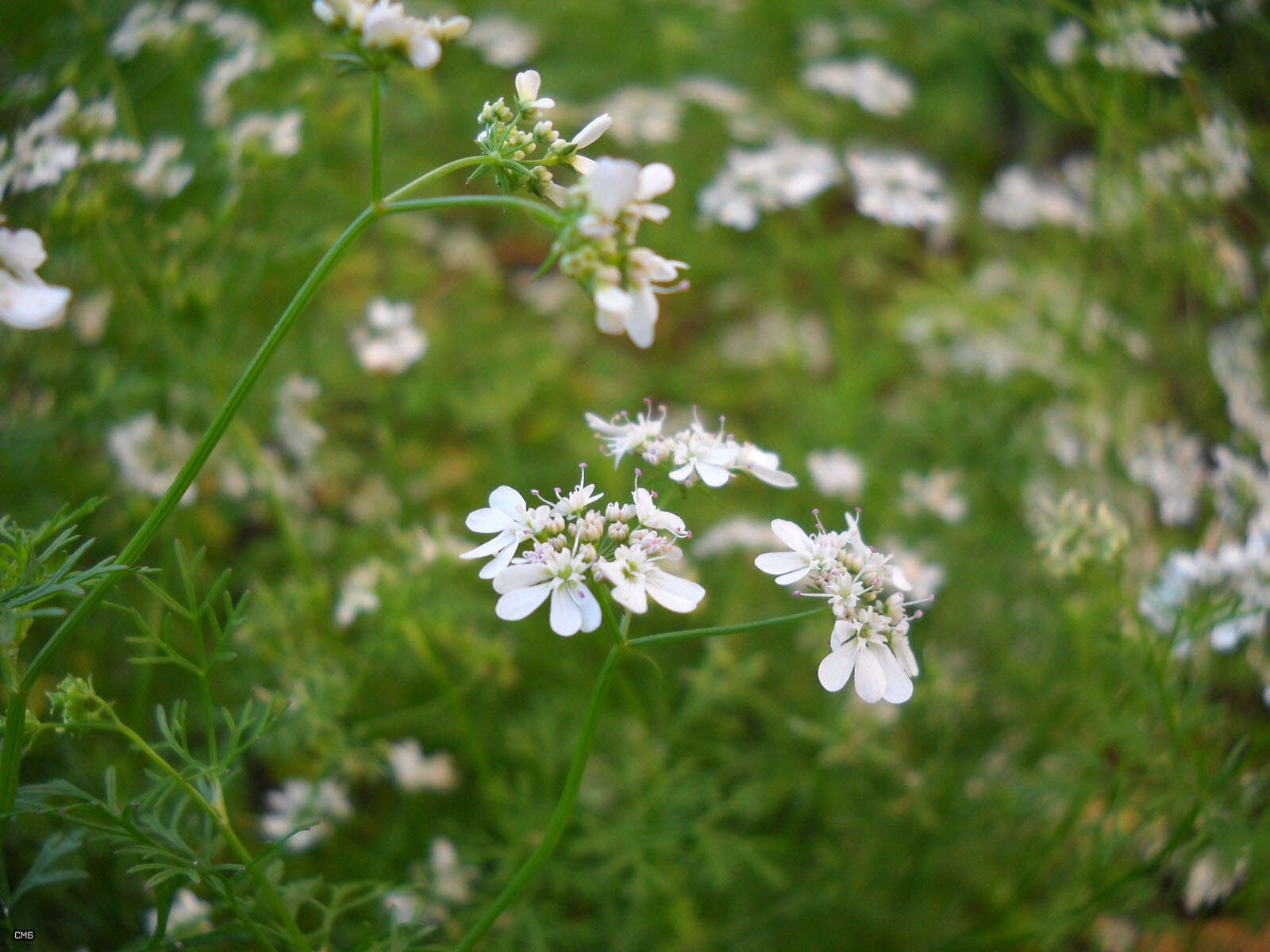 Plancia ëd Coriandrum