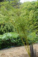 Image of sulphur bamboo