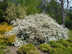 Image of Asian meadowsweet