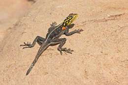 Image of Namib Rock Agama