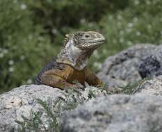 Image of Galapagos Land Iguana