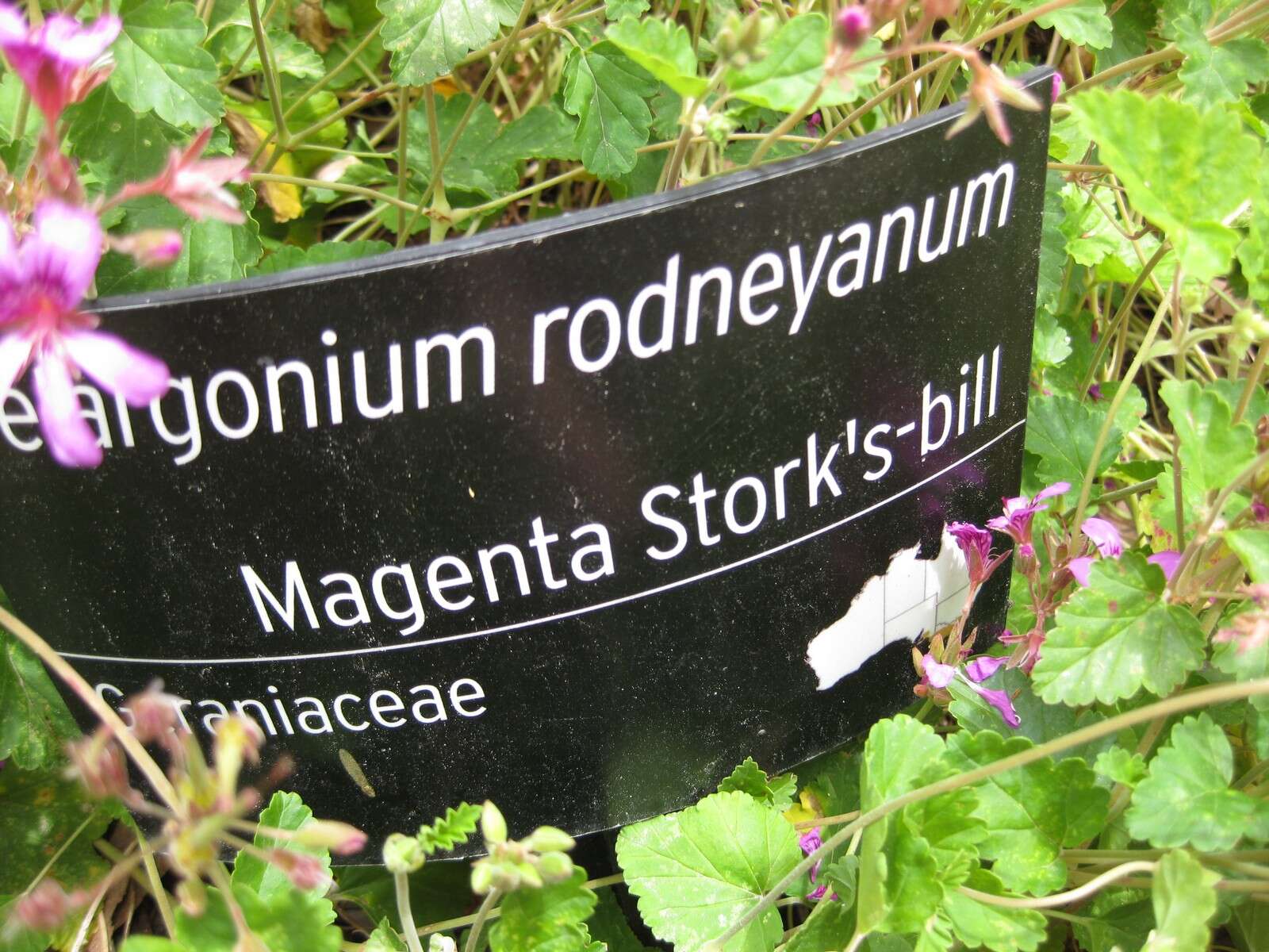 Image of Pelargonium rodneyanum Lindl.