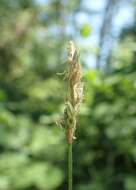 Image of quaking-grass sedge