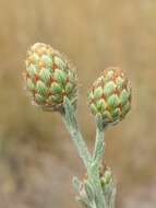 Image of spotted knapweed