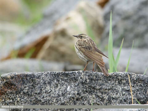 Image of Rosy Pipit