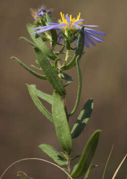 Image of aromatic aster