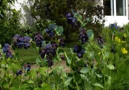 Cerinthe major L. resmi