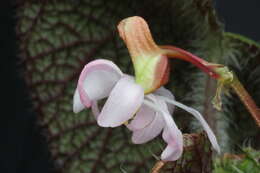 Image of Begonia sizemoreae Kiew