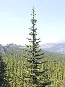 Image of Siberian Fir