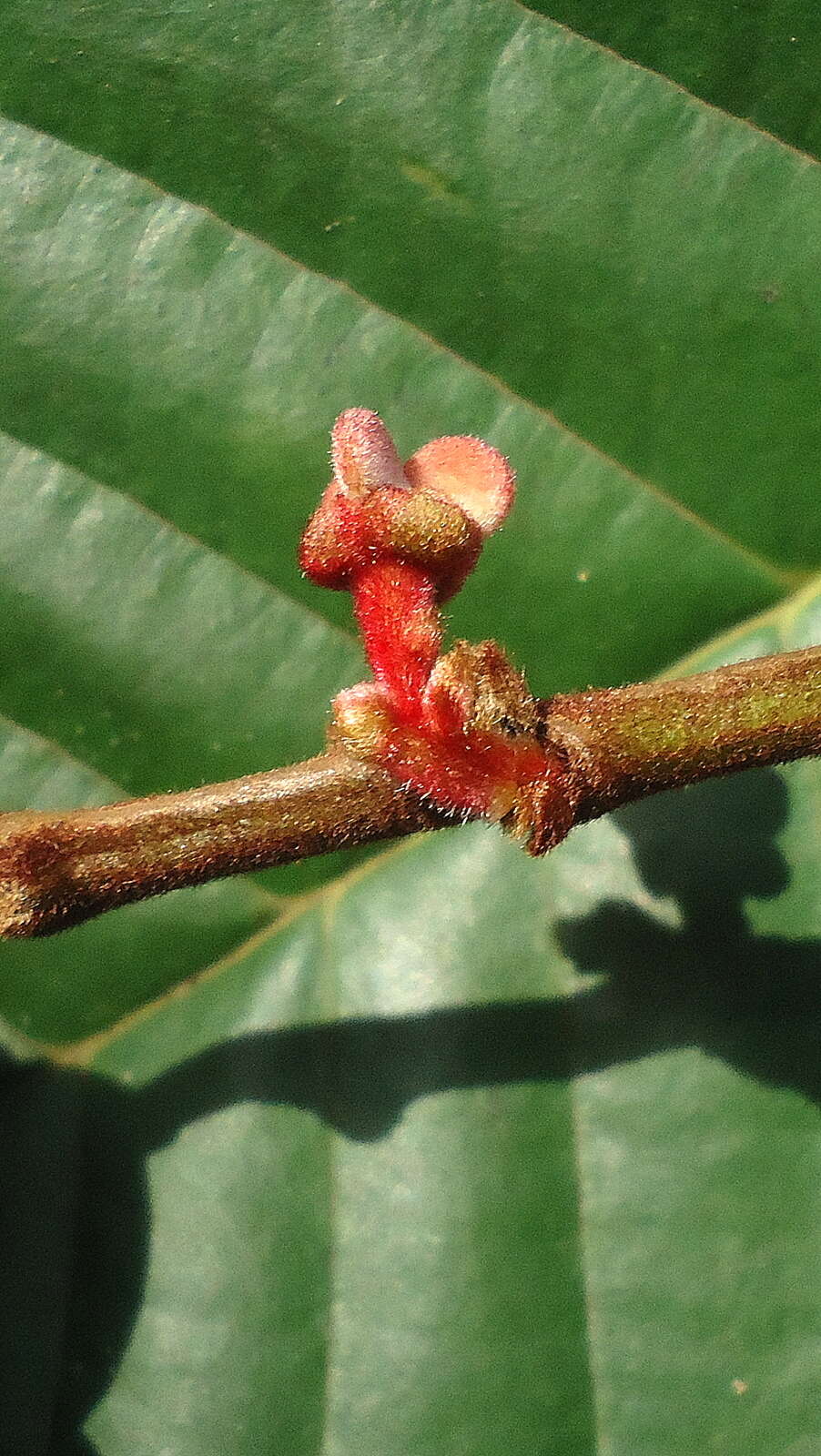 Image of Annona sylvatica A. St.-Hil.