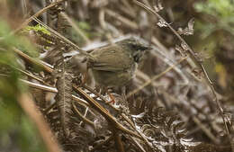 Image of Black-throated Prinia