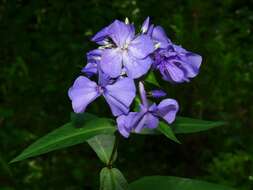 Image of fall phlox