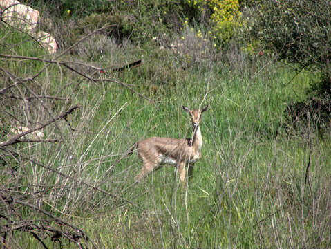 Image of Mountain Gazelle