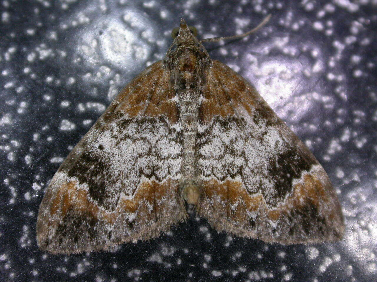 Image of common marbled carpet