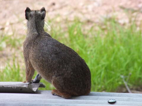 Image of Central American Agouti