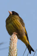 Image of Black-headed Greenfinch