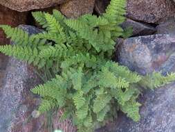 Image of Rocky Mountain woodsia