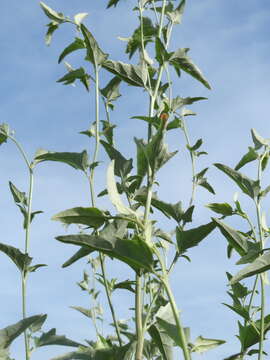 Image de Atriplex sagittata Bkh.