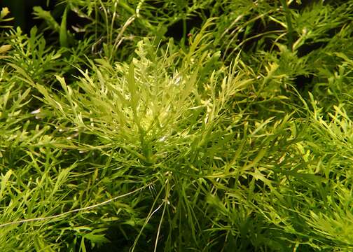 Image of Water-Wisteria