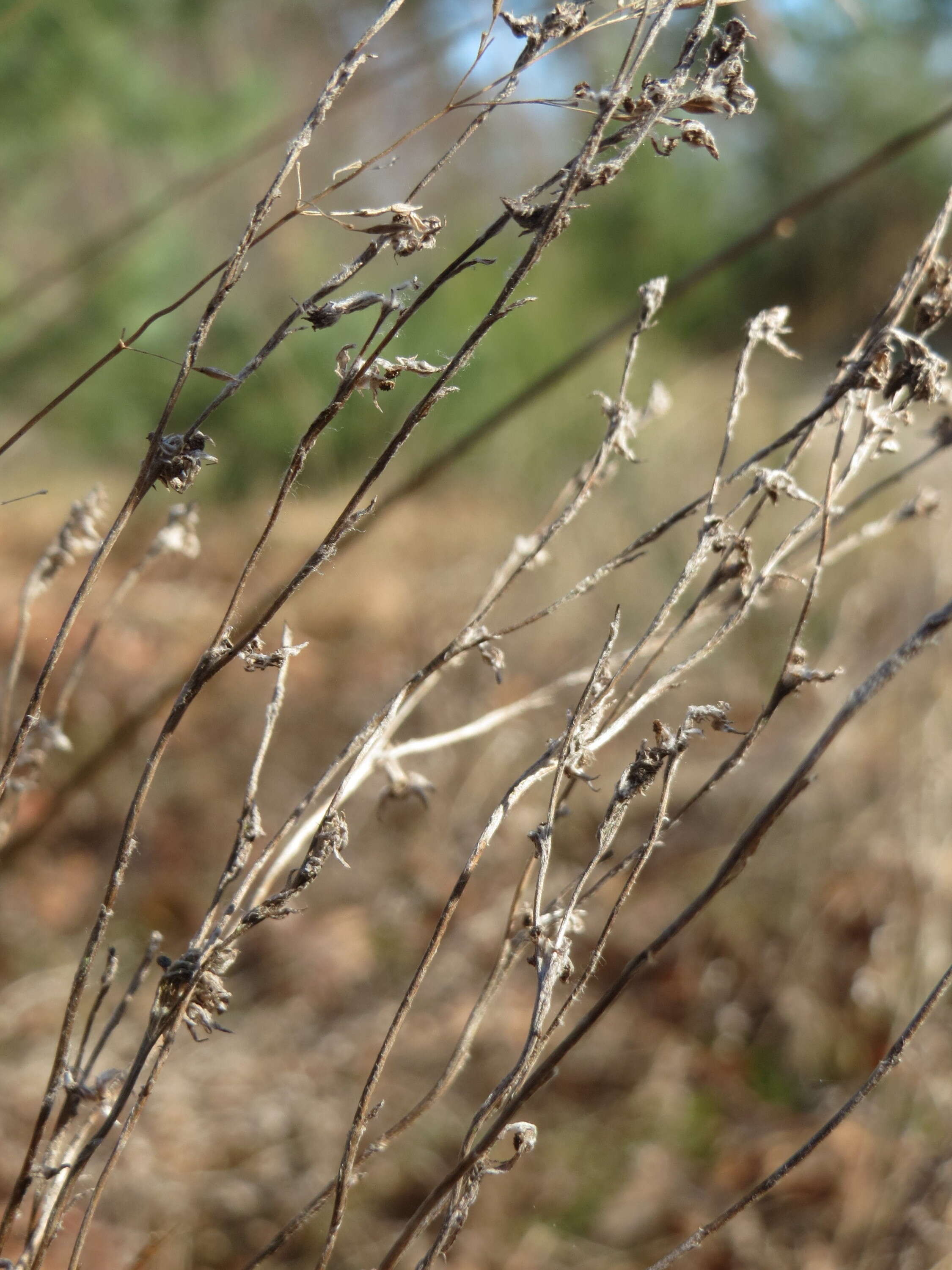 Logfia arvensis (L.) Holub resmi