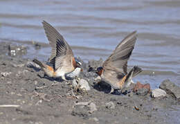 Image of American Cliff Swallow