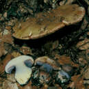 Image of Cortinarius prasinocyaneus Rob. Henry 1939