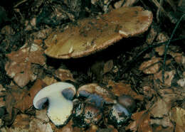 Image of Cortinarius prasinocyaneus Rob. Henry 1939