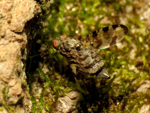 Image of Pseudotephritis approximata Banks 1914